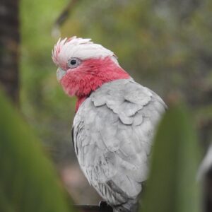 Bird Galah square