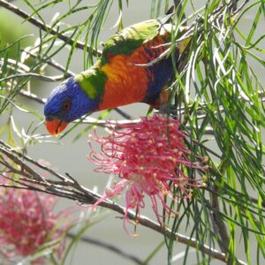 Bird Lorikeet square