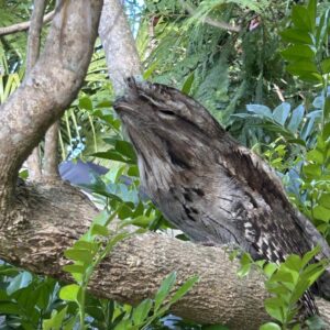 bird tawny frogmouth square